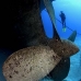 wreck_kittiwake_gc_v_0062_cay3485.jpg